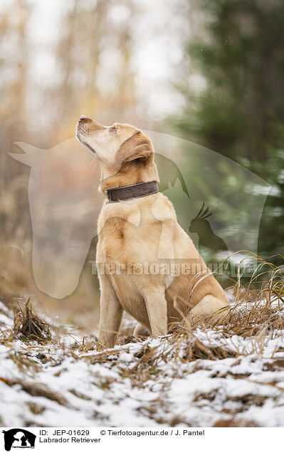 Labrador Retriever / JEP-01629