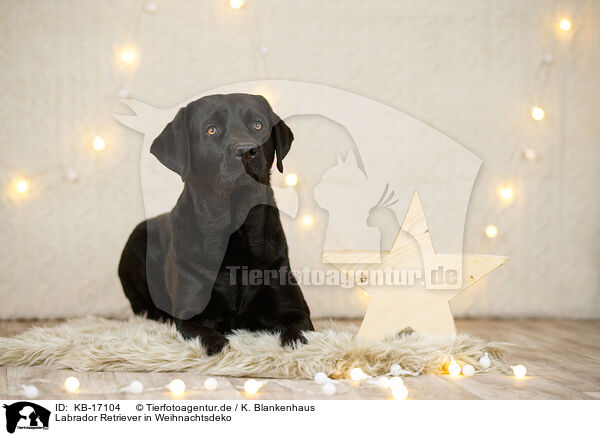 Labrador Retriever in Weihnachtsdeko / Labrador Retriever in christmas decoration / KB-17104