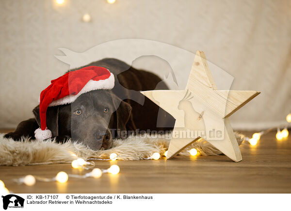 Labrador Retriever in Weihnachtsdeko / Labrador Retriever in christmas decoration / KB-17107