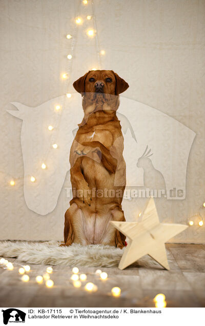 Labrador Retriever in Weihnachtsdeko / Labrador Retriever in christmas decoration / KB-17115
