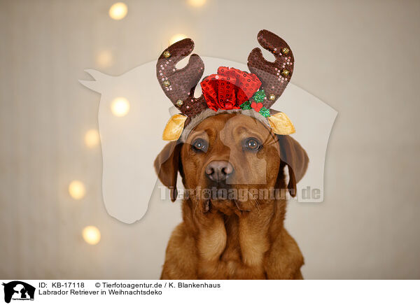 Labrador Retriever in Weihnachtsdeko / Labrador Retriever in christmas decoration / KB-17118