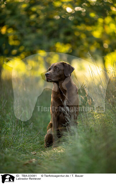 Labrador Retriever / Labrador Retriever / TBA-03081