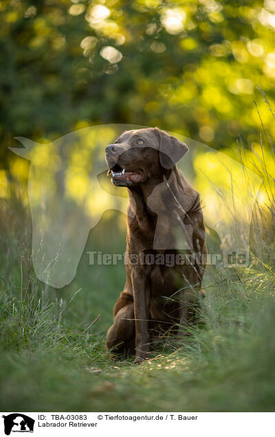 Labrador Retriever / Labrador Retriever / TBA-03083