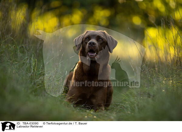 Labrador Retriever / Labrador Retriever / TBA-03090