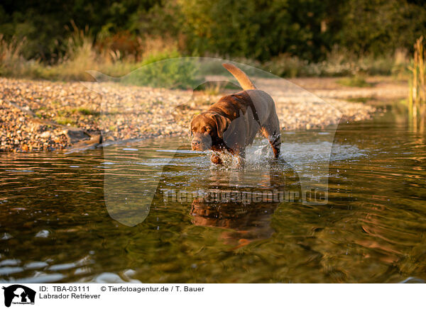 Labrador Retriever / Labrador Retriever / TBA-03111
