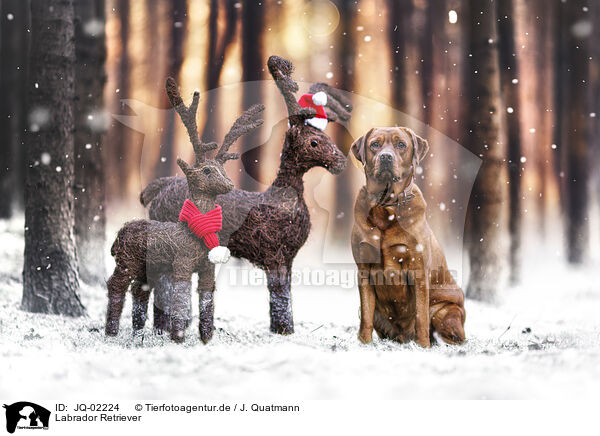 Labrador Retriever / JQ-02224