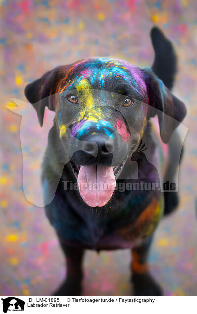 Labrador Retriever / LM-01895
