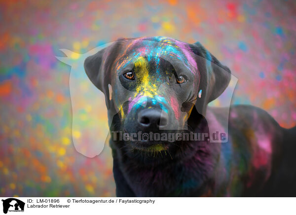 Labrador Retriever / Labrador Retriever / LM-01896