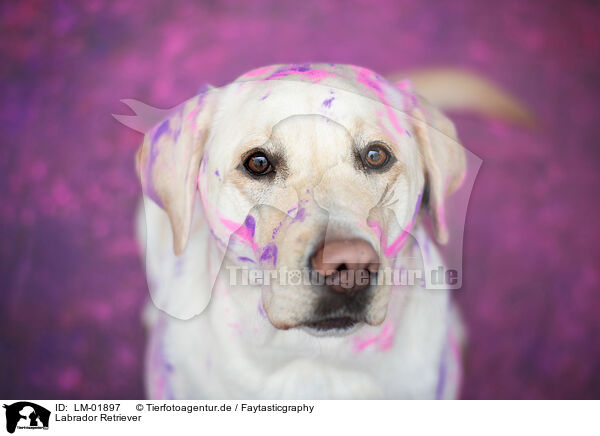 Labrador Retriever / Labrador Retriever / LM-01897