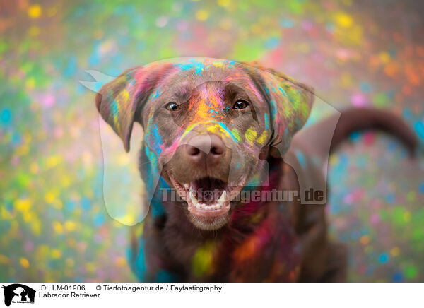Labrador Retriever / Labrador Retriever / LM-01906
