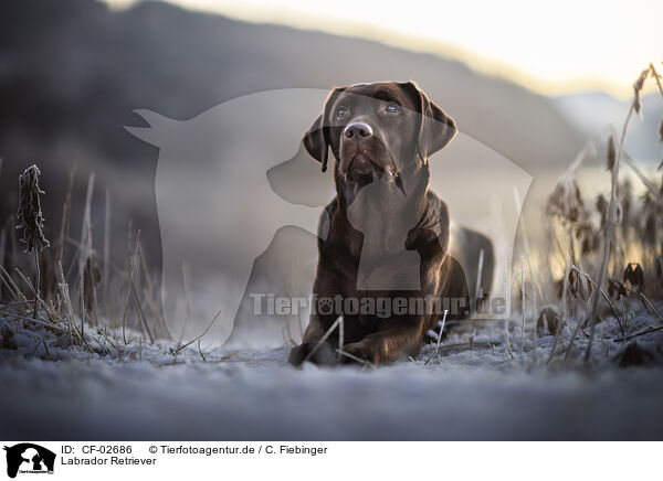 Labrador Retriever / Labrador Retriever / CF-02686