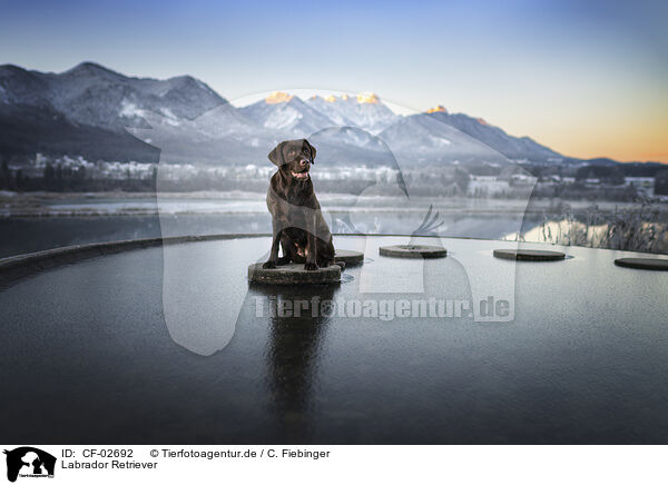 Labrador Retriever / Labrador Retriever / CF-02692