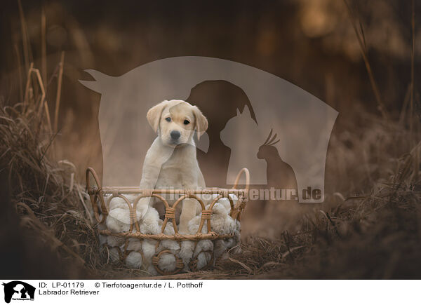 Labrador Retriever / Labrador Retriever / LP-01179