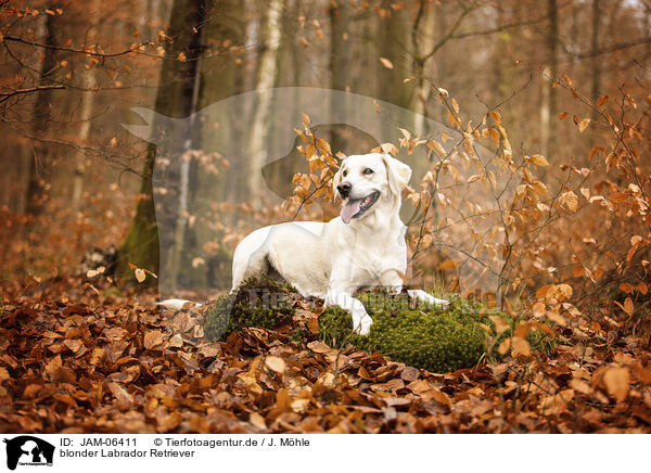 blonder Labrador Retriever / blonde Labrador Retriever / JAM-06411