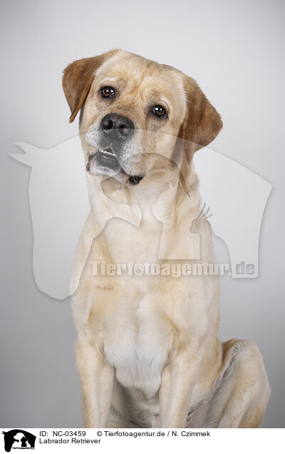 Labrador Retriever / Labrador Retriever / NC-03459