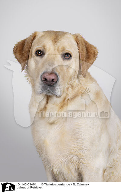 Labrador Retriever / Labrador Retriever / NC-03461