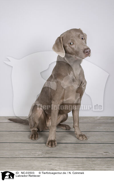 Labrador Retriever / Labrador Retriever / NC-03503