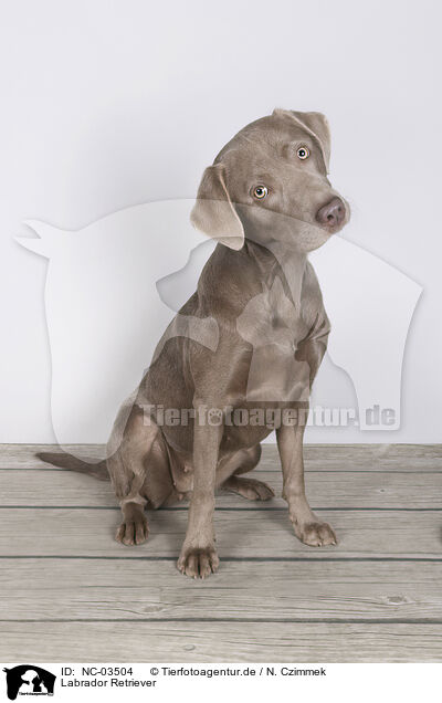 Labrador Retriever / Labrador Retriever / NC-03504