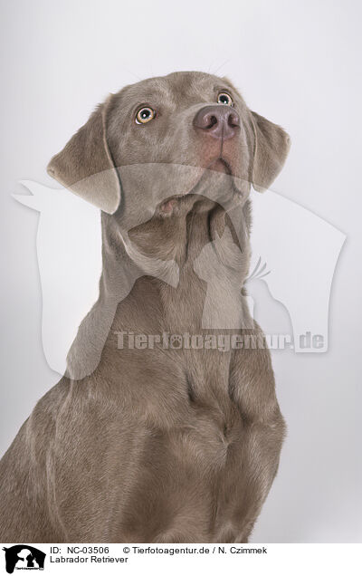 Labrador Retriever / Labrador Retriever / NC-03506