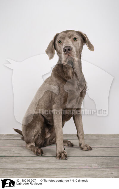 Labrador Retriever / Labrador Retriever / NC-03507