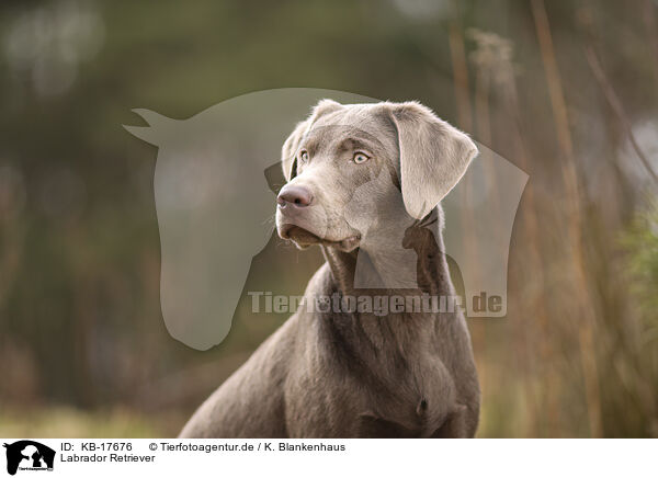 Labrador Retriever / Labrador Retriever / KB-17676
