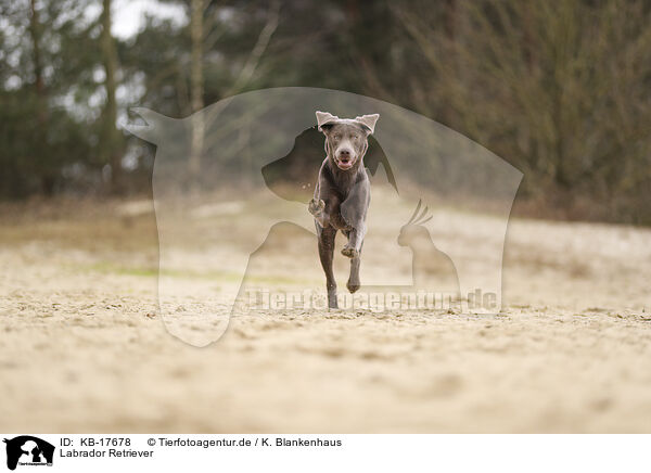 Labrador Retriever / Labrador Retriever / KB-17678