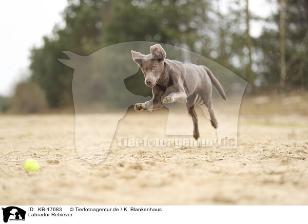 Labrador Retriever / Labrador Retriever / KB-17683