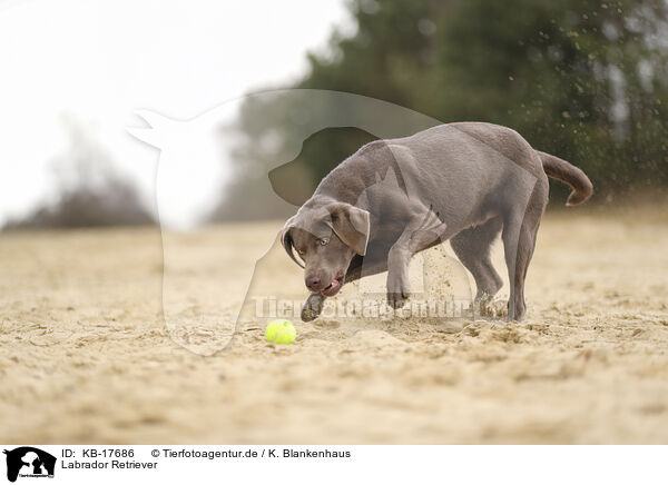 Labrador Retriever / Labrador Retriever / KB-17686