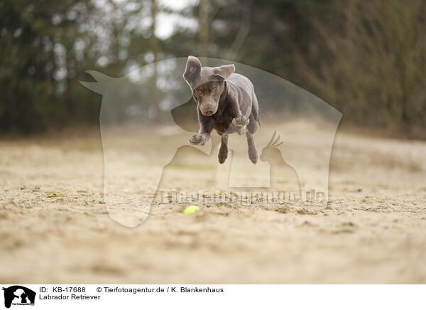 Labrador Retriever / Labrador Retriever / KB-17688