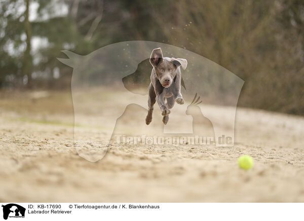 Labrador Retriever / Labrador Retriever / KB-17690