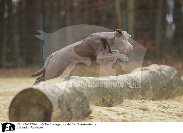 Labrador Retriever / Labrador Retriever / KB-17704