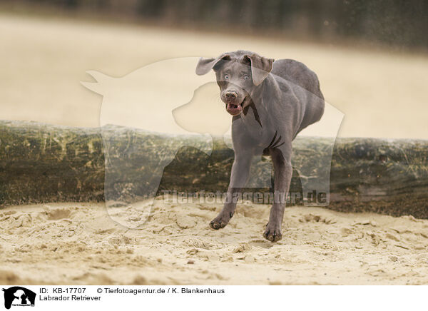 Labrador Retriever / Labrador Retriever / KB-17707