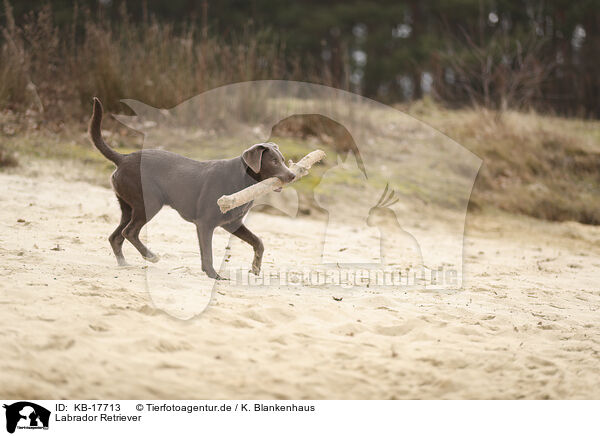 Labrador Retriever / Labrador Retriever / KB-17713