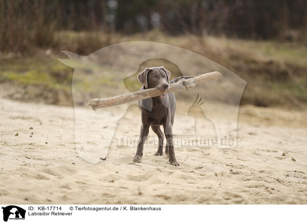 Labrador Retriever / Labrador Retriever / KB-17714