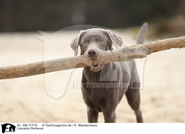 Labrador Retriever / KB-17716