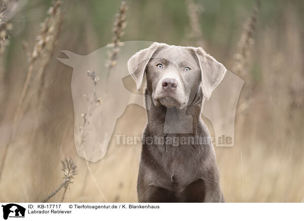 Labrador Retriever / Labrador Retriever / KB-17717