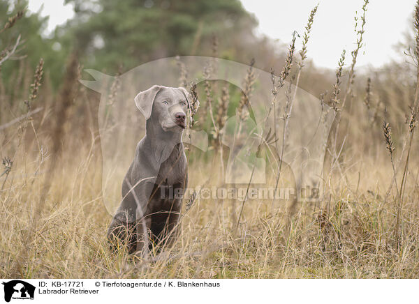 Labrador Retriever / Labrador Retriever / KB-17721