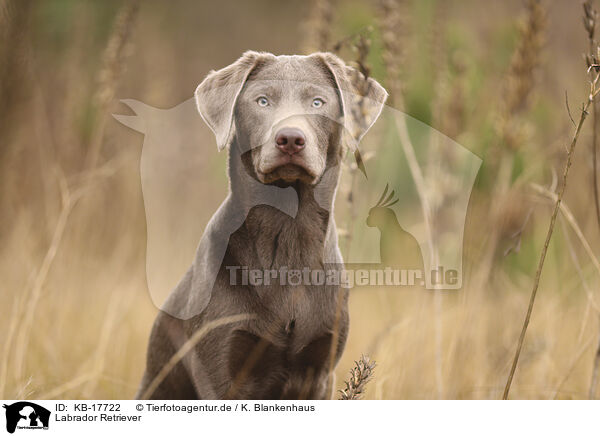 Labrador Retriever / Labrador Retriever / KB-17722