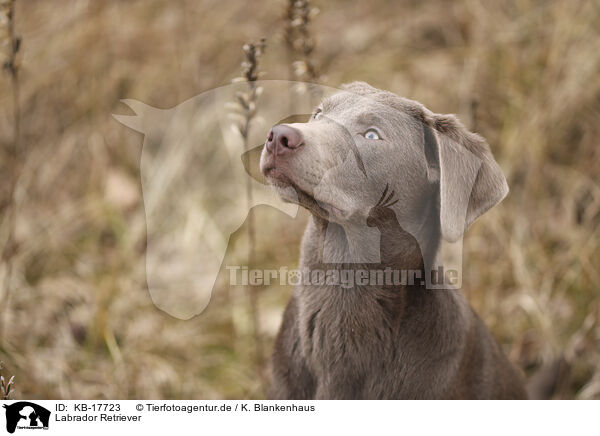 Labrador Retriever / Labrador Retriever / KB-17723
