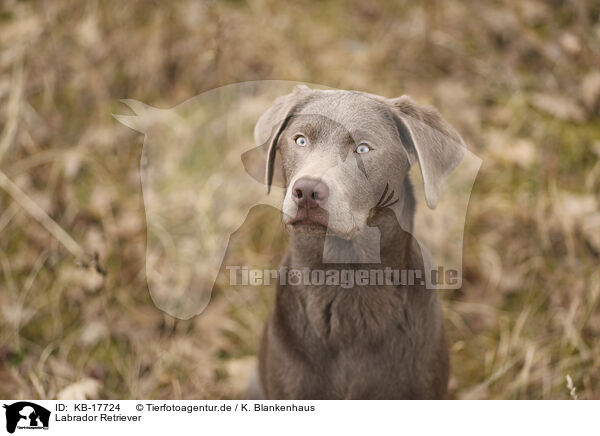 Labrador Retriever / Labrador Retriever / KB-17724
