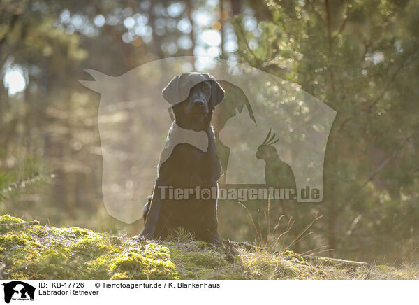 Labrador Retriever / KB-17726