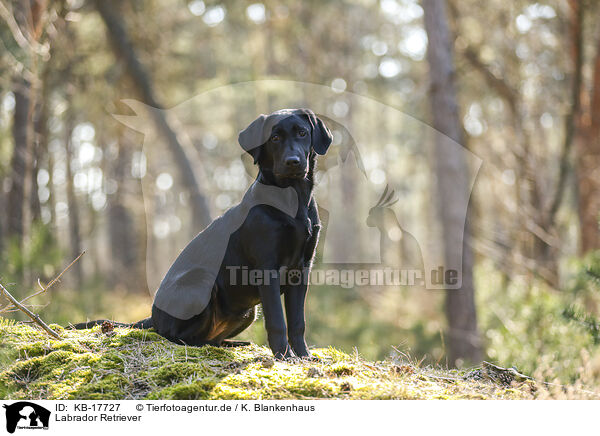 Labrador Retriever / KB-17727