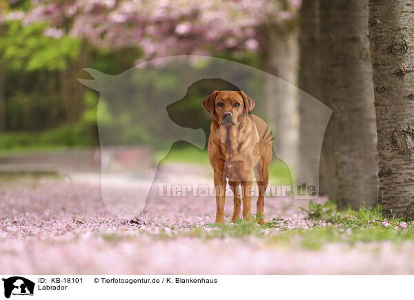 Labrador / Labrador / KB-18101