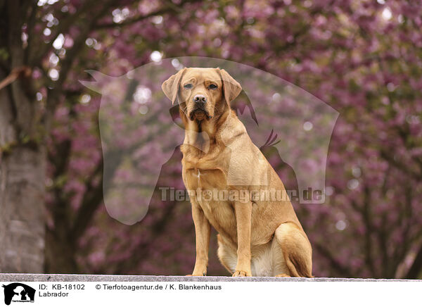 Labrador / Labrador / KB-18102