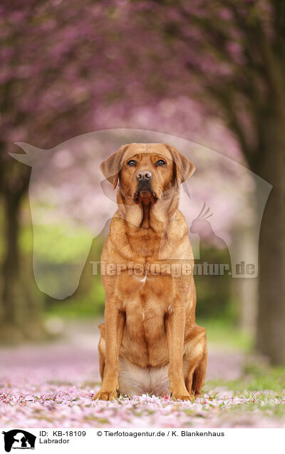 Labrador / Labrador / KB-18109