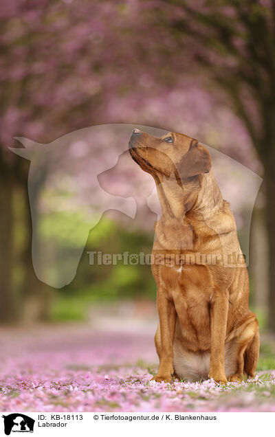 Labrador / Labrador / KB-18113