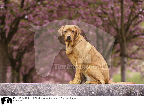 Labrador / Labrador / KB-18131