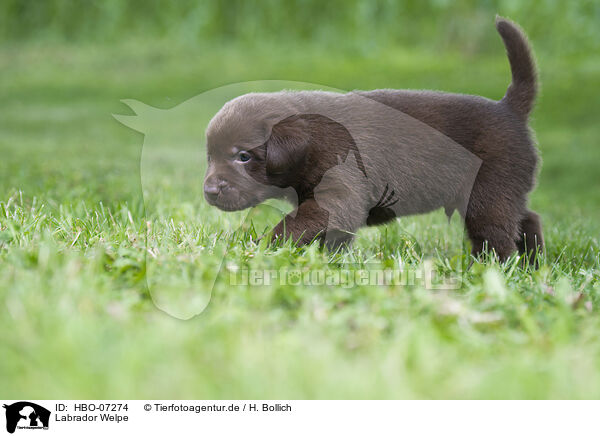 Labrador Welpe / Labrador Puppy / HBO-07274