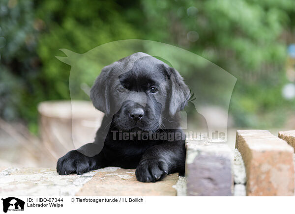 Labrador Welpe / Labrador Puppy / HBO-07344