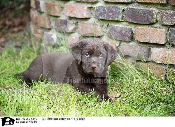 Labrador Welpe / Labrador Puppy / HBO-07347